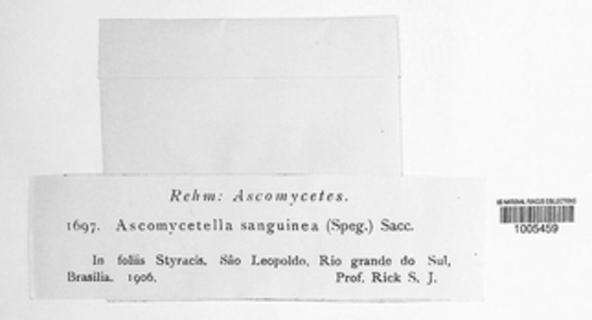 Ascomycetella sanguinea image